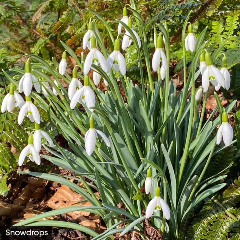 Spring In The Shade Collection - Image 6