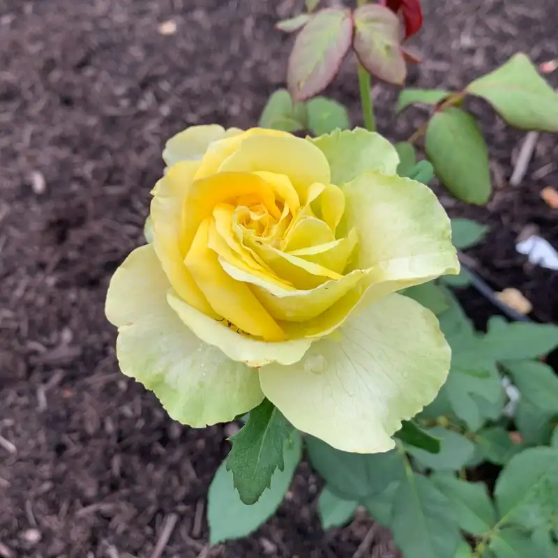 St Patrick™ Rose - Image 2