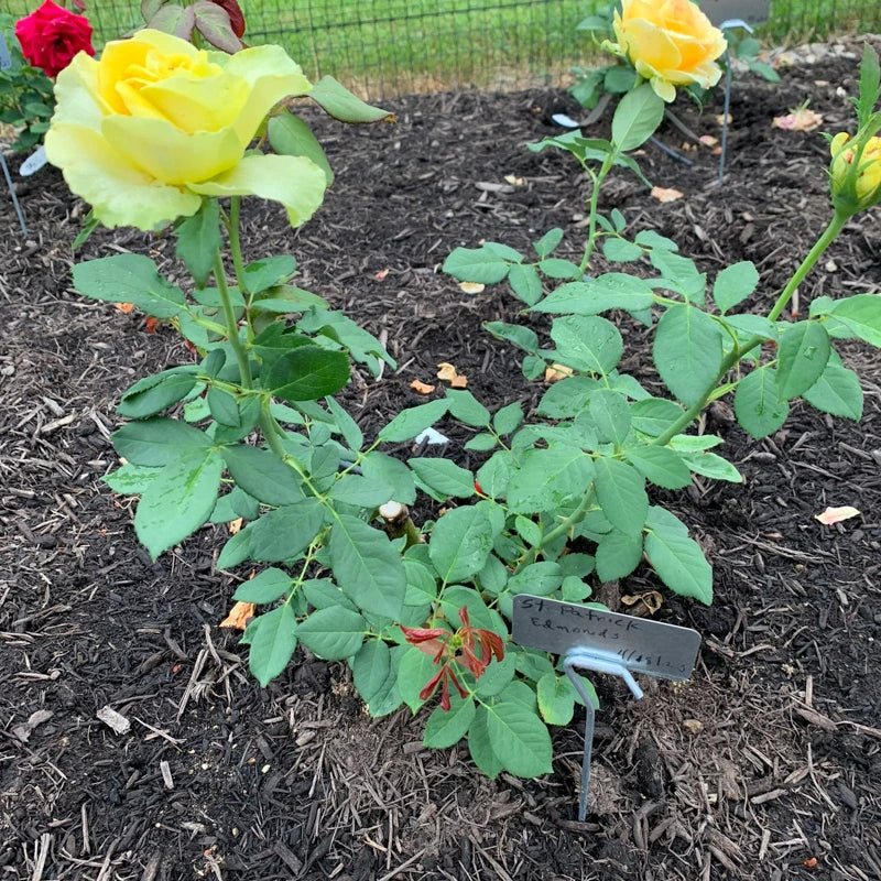 St Patrick™ Rose - Image 3
