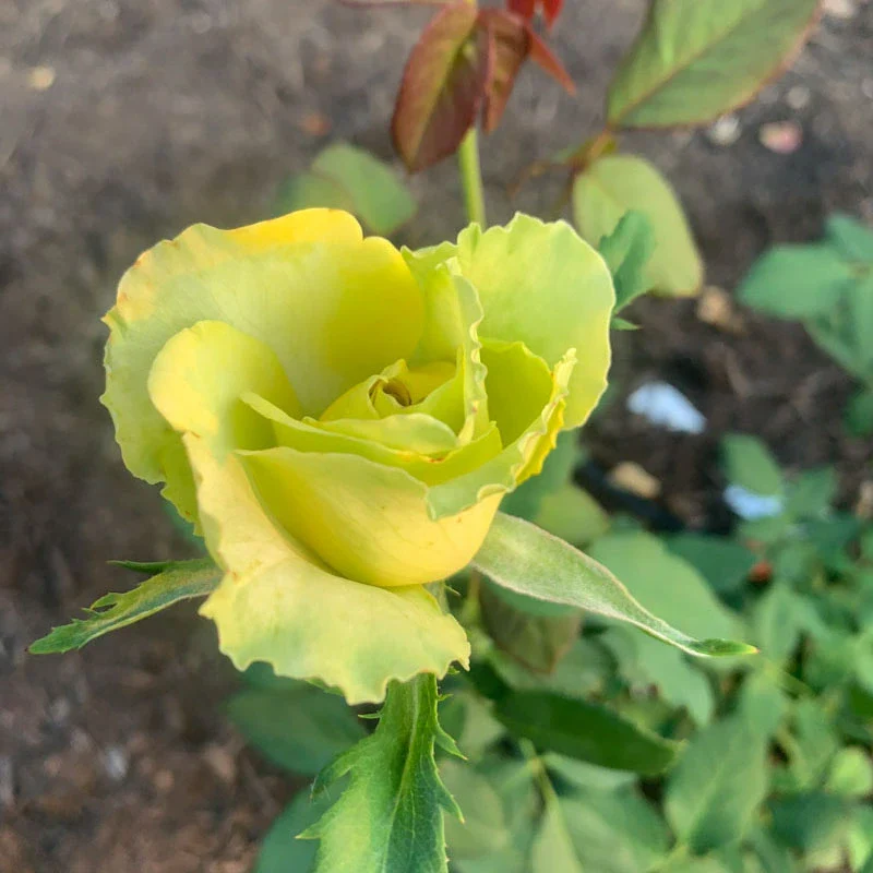 St Patrick™ Rose - Image 4