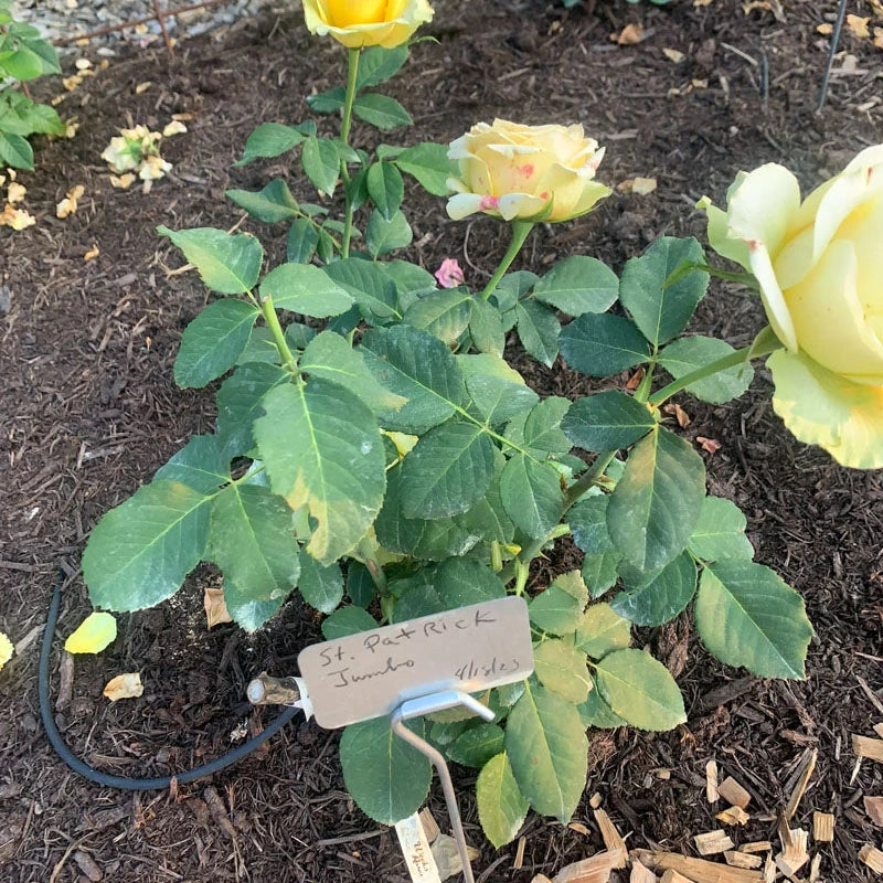 St Patrick™ Rose - Image 5