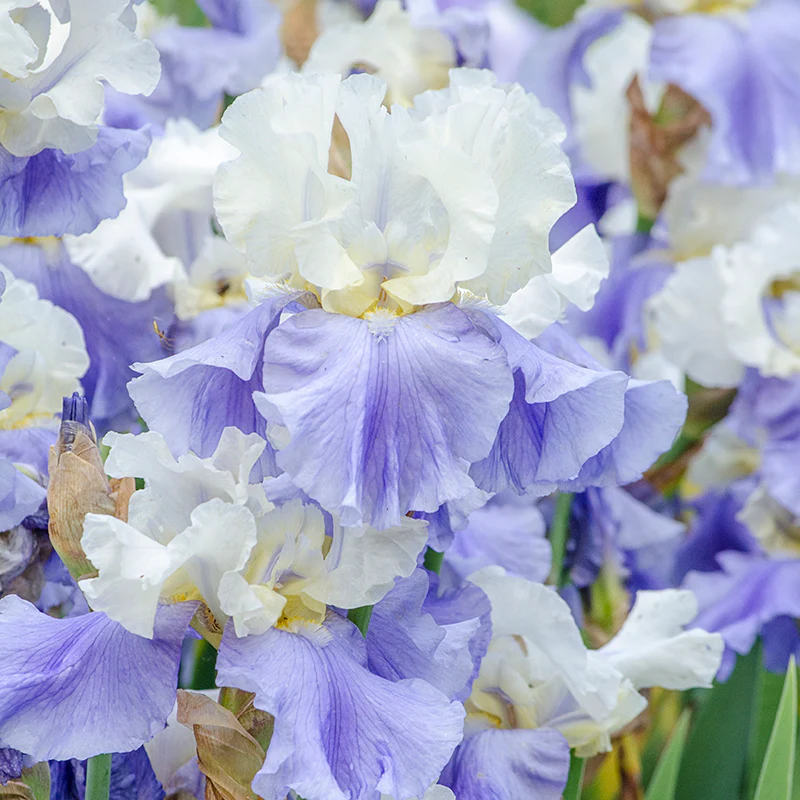 Stairway To Heaven German Iris - Image 2
