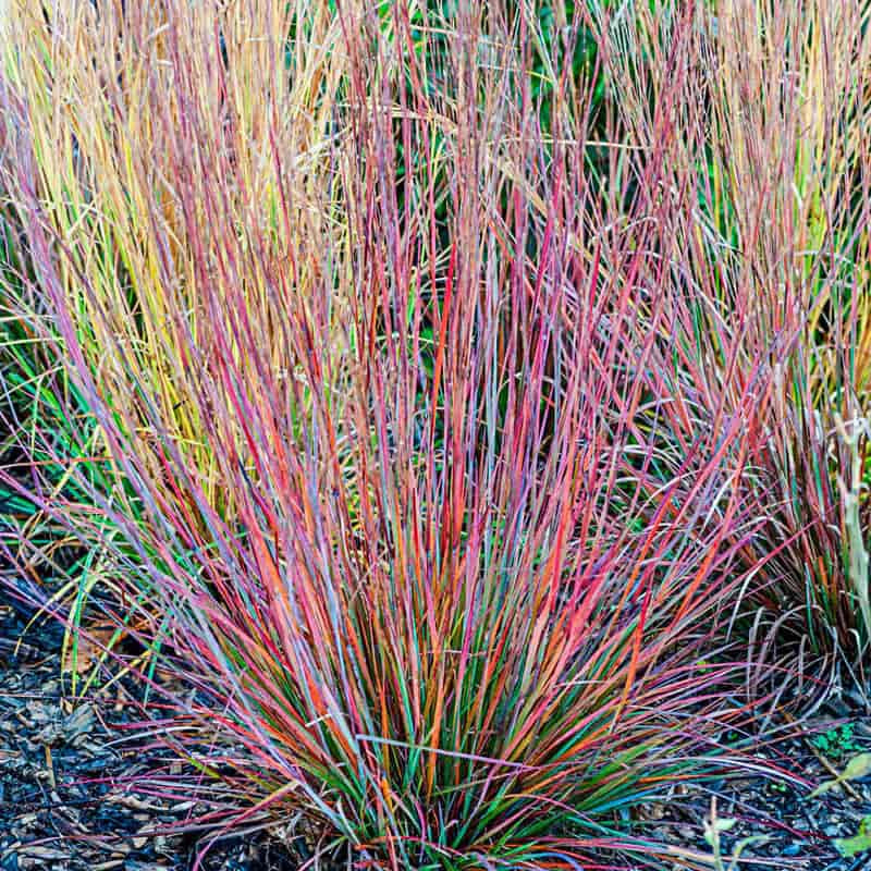 Standing Ovation Little Bluestem - Image 3