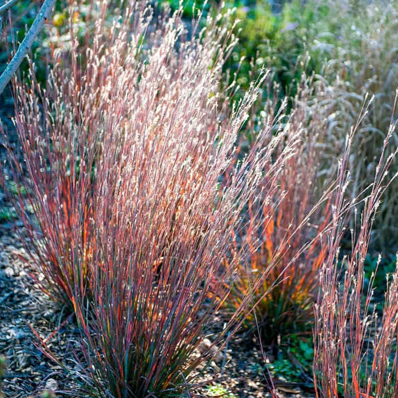 Standing Ovation Little Bluestem - Image 4