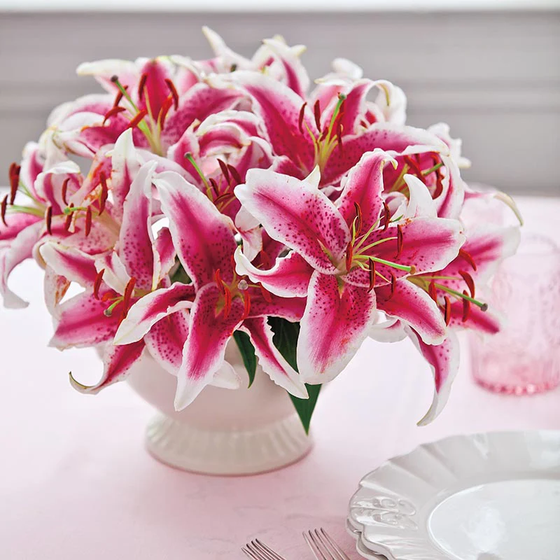 Stargazer Lily - Image 2