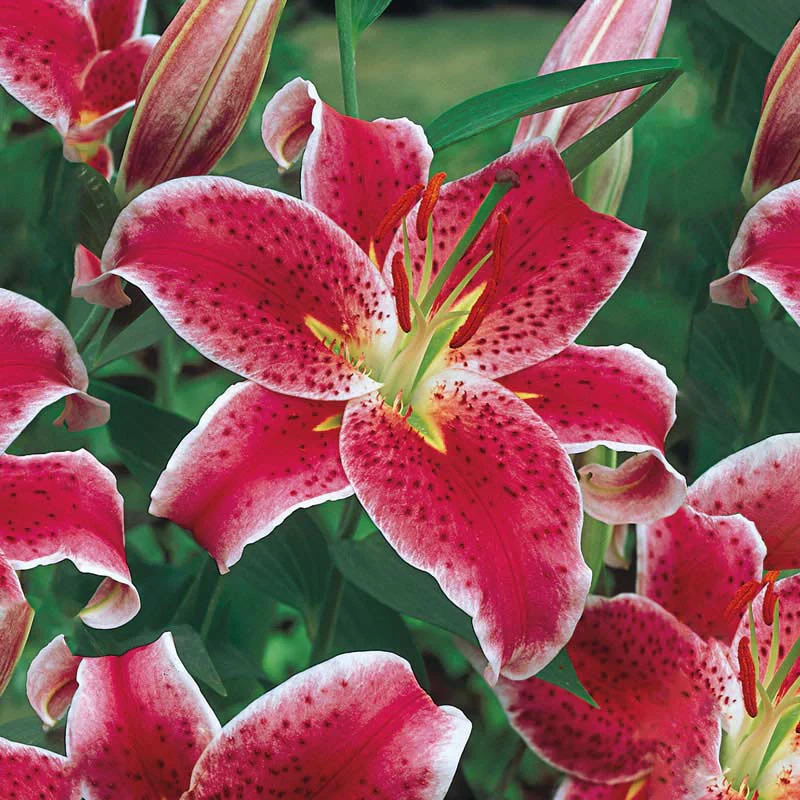Stargazer Lily - Image 3