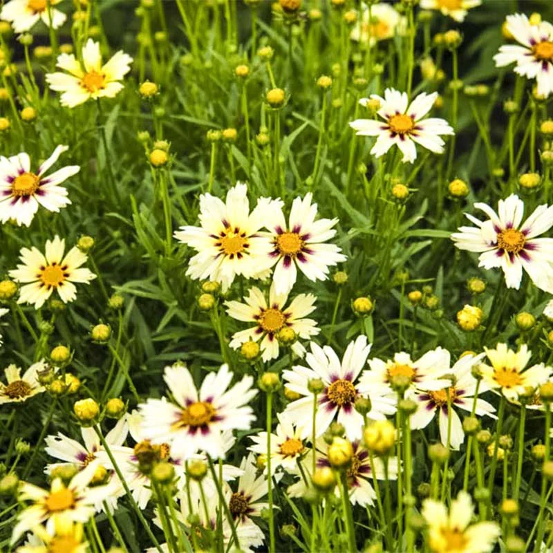 Starlight Coreopsis - Image 2
