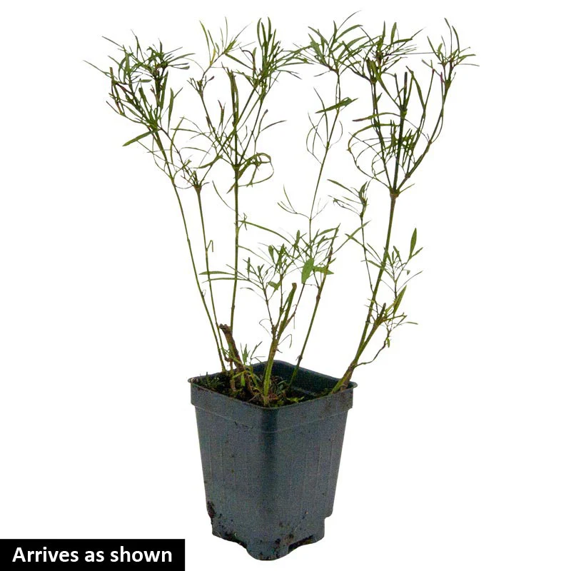 Starlight Coreopsis - Image 3