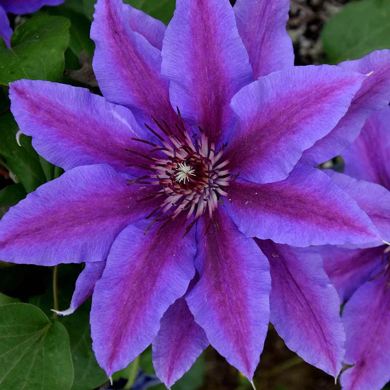 Clematis Starry Night Vancouver™ - Image 2