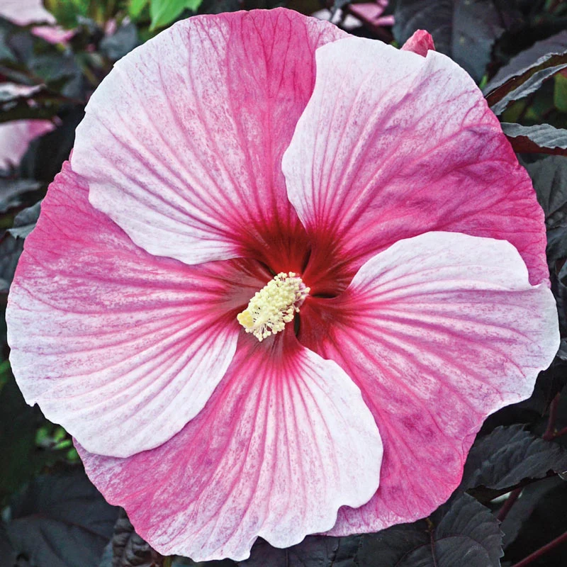 Starry Starry Night Hibiscus PP27901 - Image 2