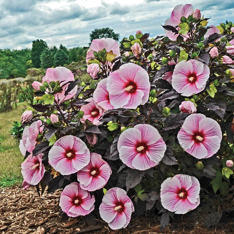 Starry Starry Night Hibiscus PP27901 - Image 3