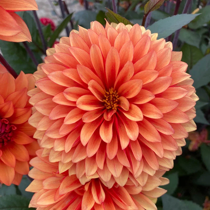 Statue Of Orange Dahlia