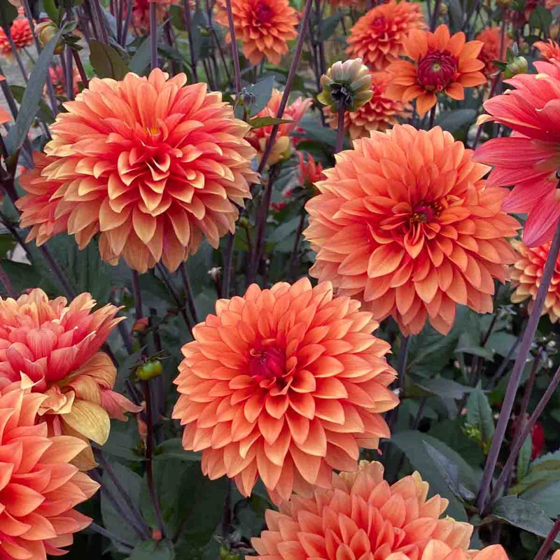 Statue Of Orange Dahlia - Image 2