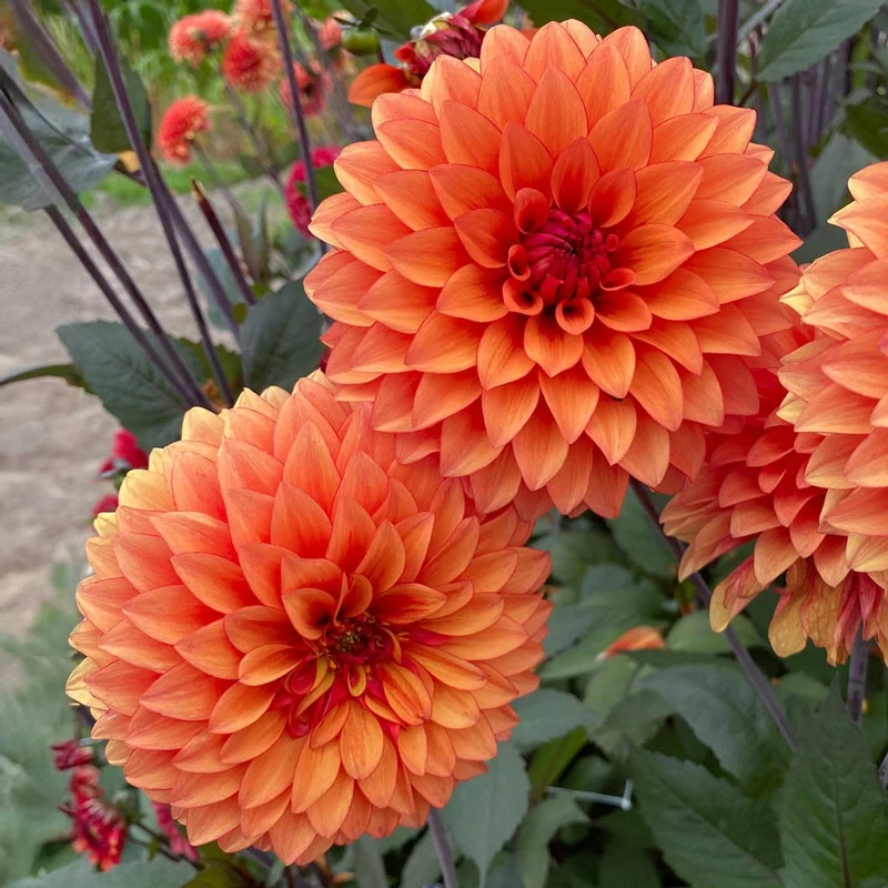 Statue Of Orange Dahlia - Image 3
