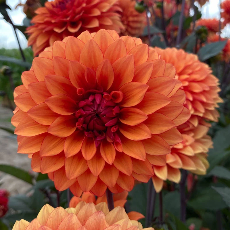 Statue Of Orange Dahlia - Image 4
