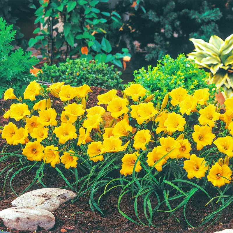 Stella de Oro Daylily - Image 4