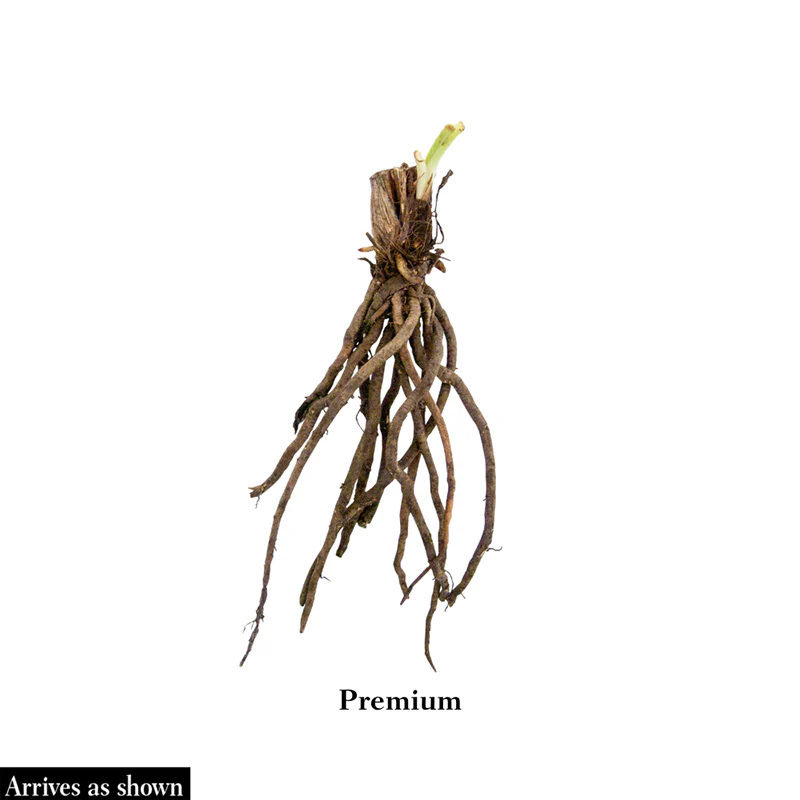 Stella de Oro Daylily - Image 6