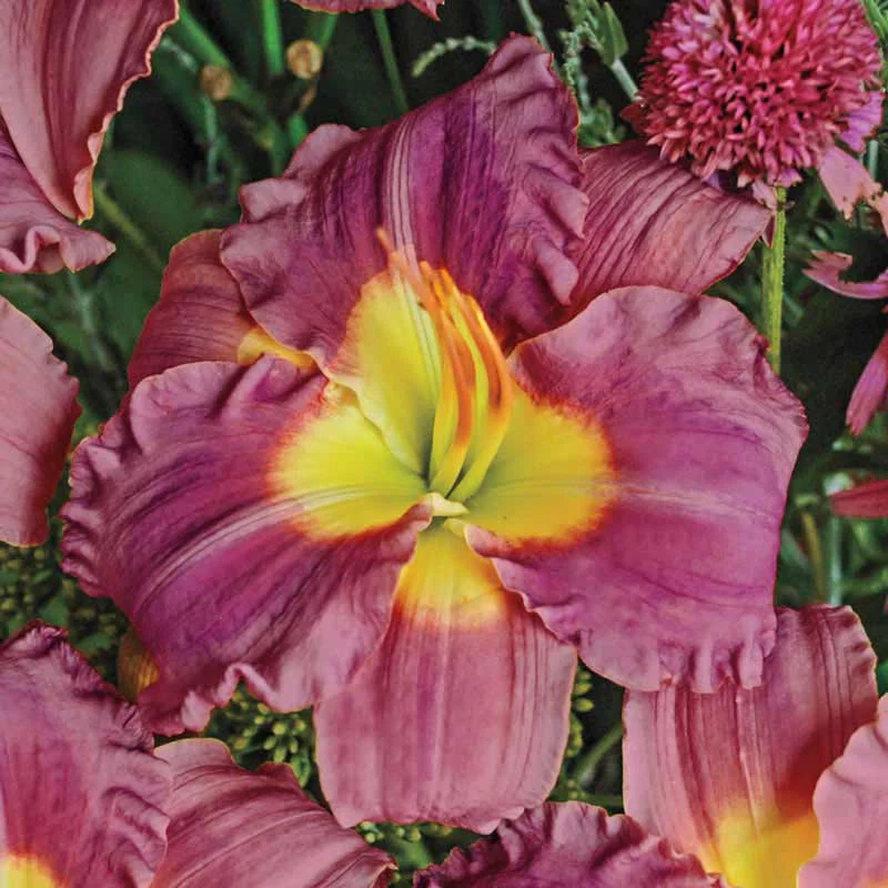 Stolen Treasure Jumbo Daylily - Image 4
