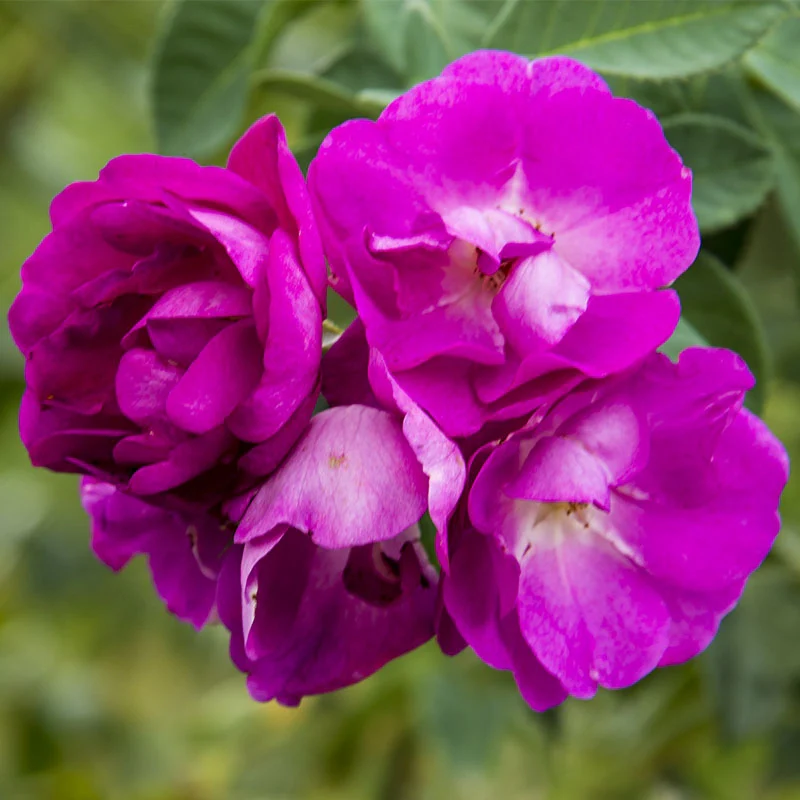 Stormy Weather™ Climbing Rose - Image 2