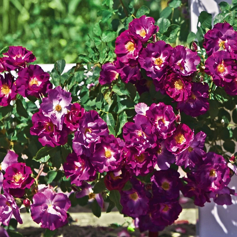 Stormy Weather™ Climbing Rose - Image 3