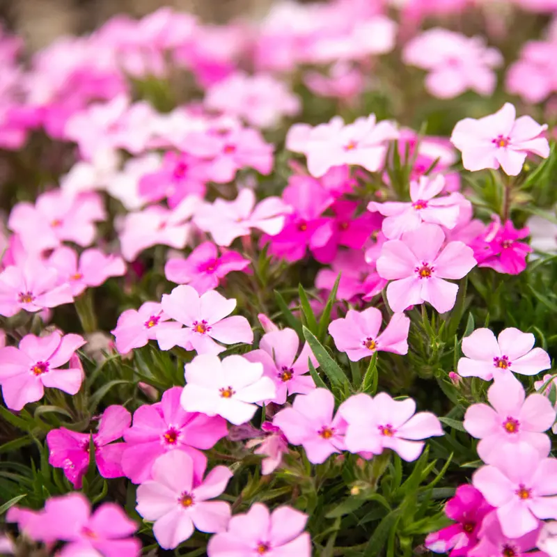 Strawberries and Cream Carpet Phlox - Image 3