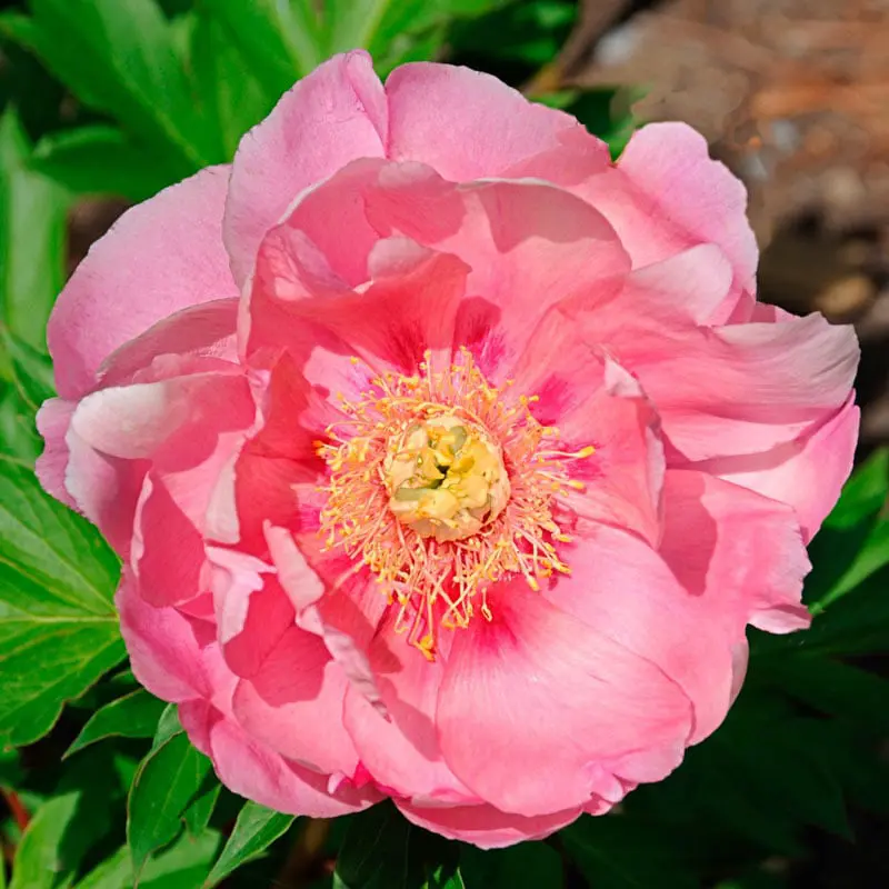 Strawberry Cr&egrave;me Br&ucirc;l&eacute;e Itoh Peony