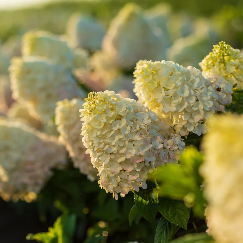 First Editions® Strawberry Sundae® Hydrangea - Image 3