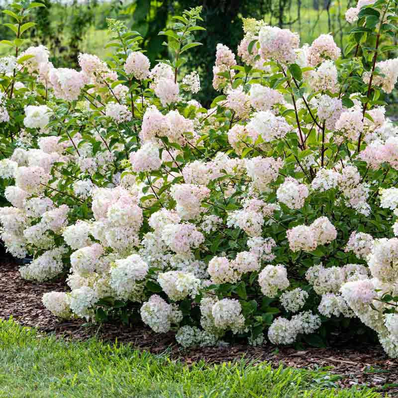 First Editions® Strawberry Sundae® Hydrangea - Image 4