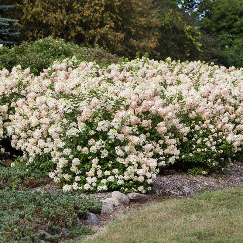 First Editions® Strawberry Sundae® Hydrangea - Image 5