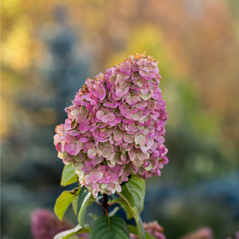 First Editions® Strawberry Sundae® Hydrangea - Image 6