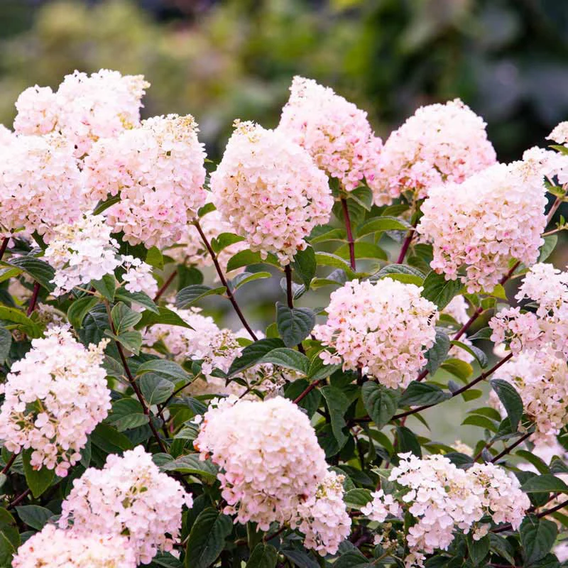 First Editions® Strawberry Sundae® Hydrangea - Image 7
