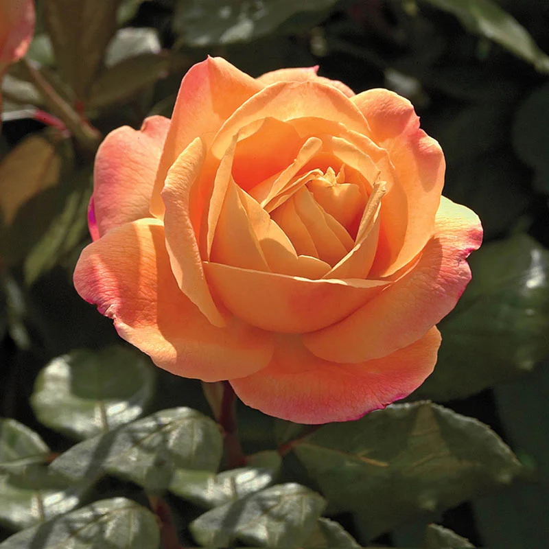 Strike It Rich® Grandiflora Rose