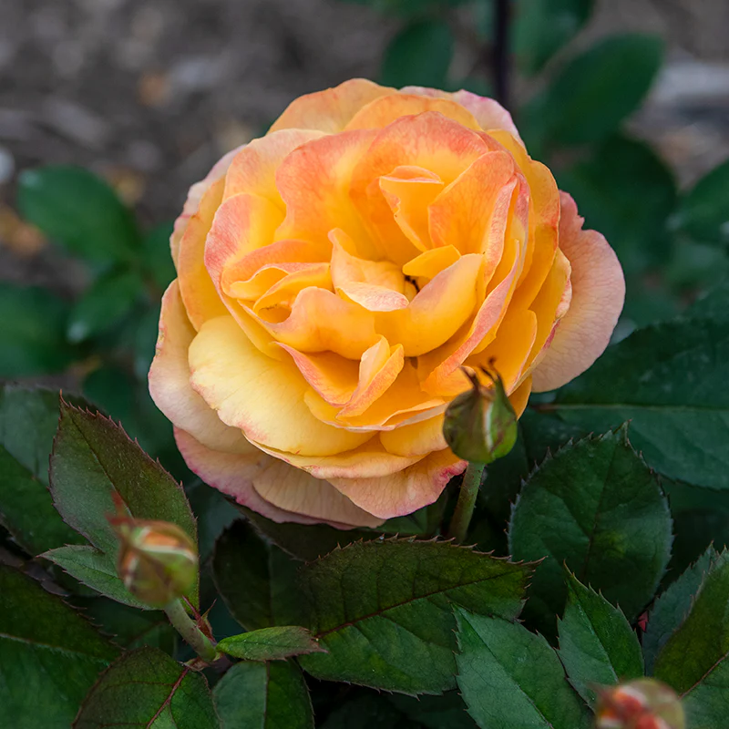 Strike It Rich® Grandiflora Rose - Image 2