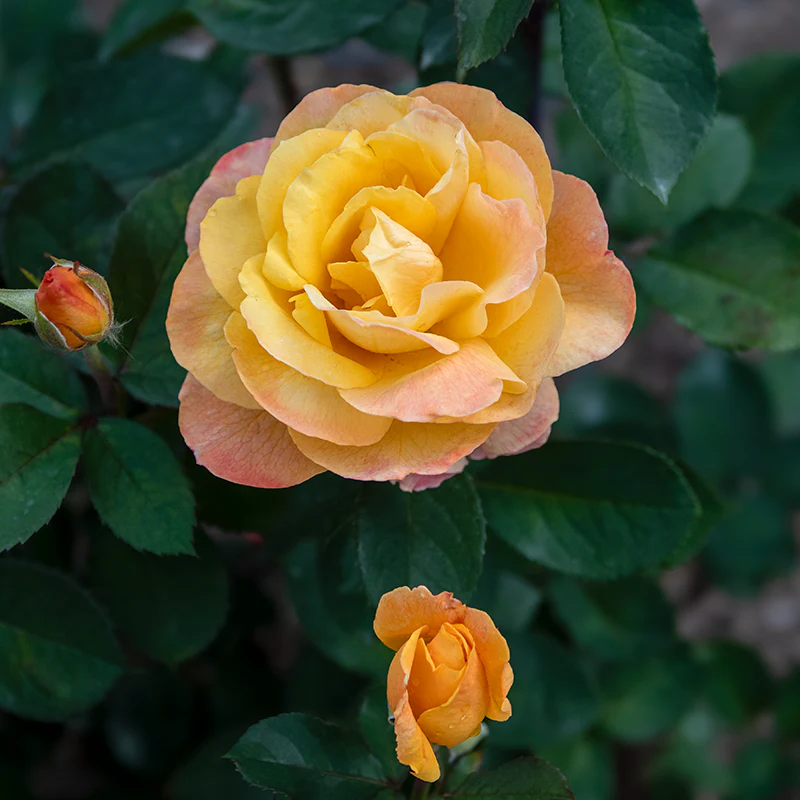 Strike It Rich® Grandiflora Rose - Image 3