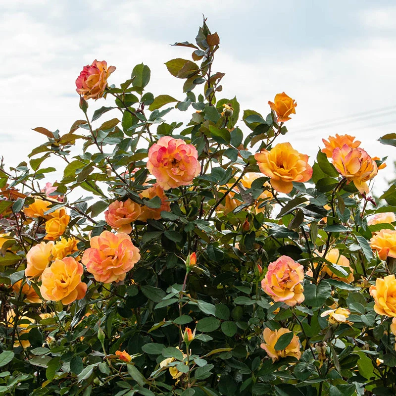 Strike It Rich® Grandiflora Rose - Image 4