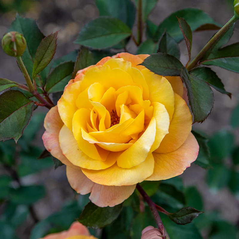 Strike It Rich® Grandiflora Rose - Image 5