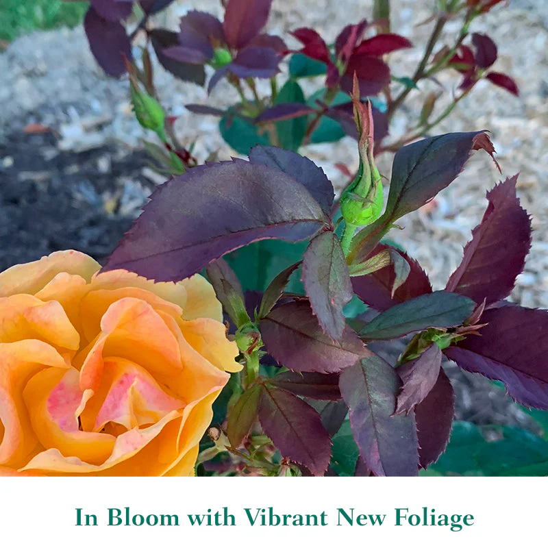 Strike It Rich® Grandiflora Rose - Image 6