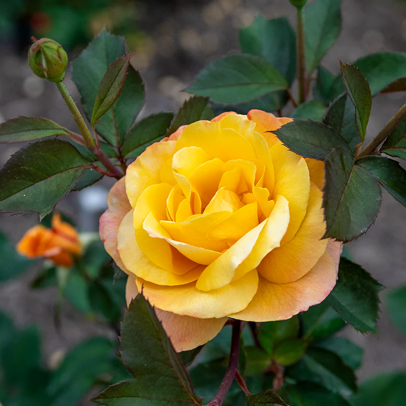 Strike It Rich® Grandiflora Rose - Image 7
