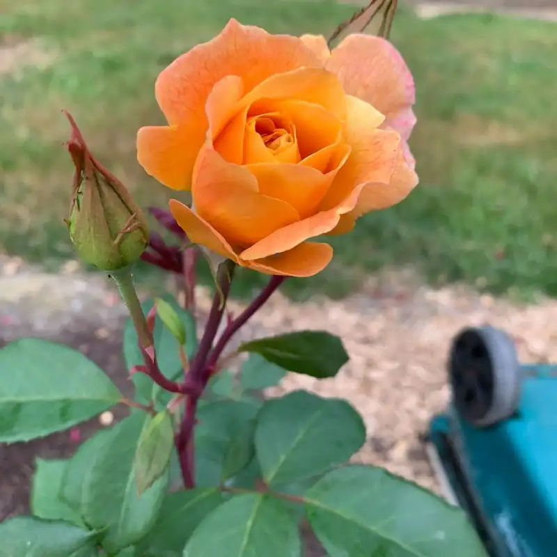 Strike It Rich® Grandiflora Rose - Image 8