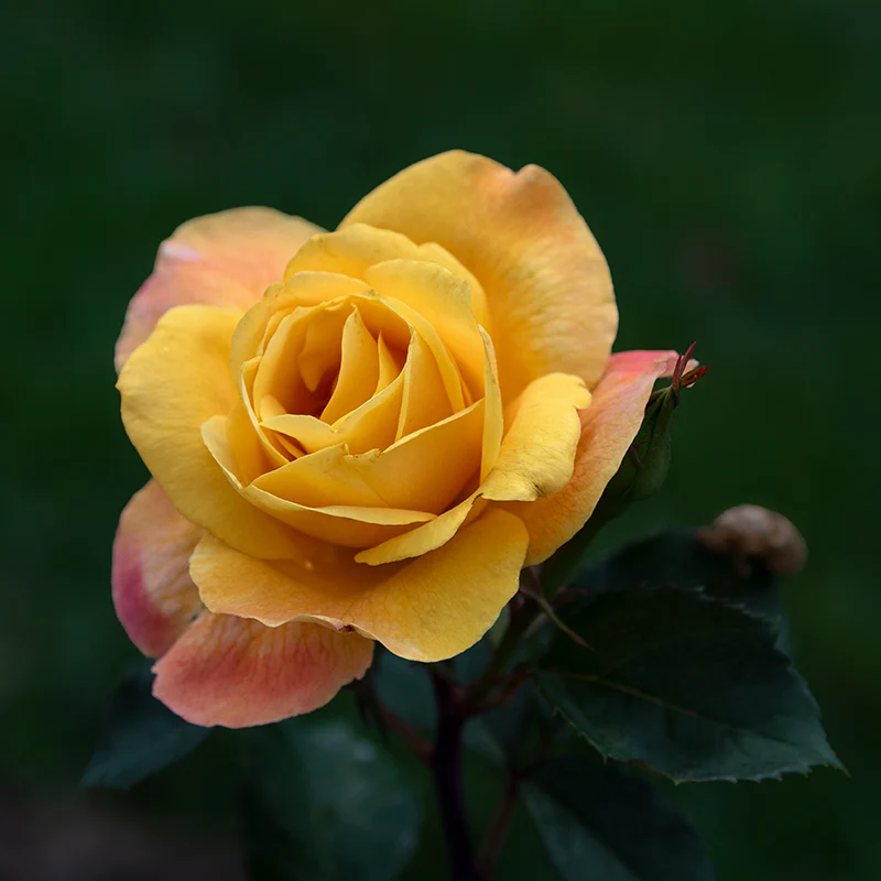Strike It Rich® Grandiflora Rose - Image 9