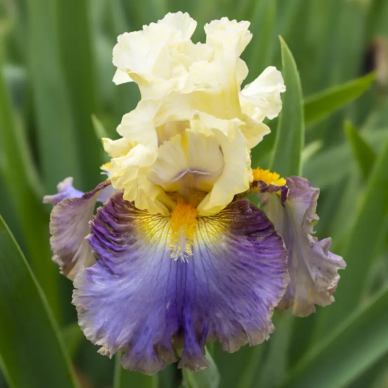 Style Traveller Bearded Iris - Image 2