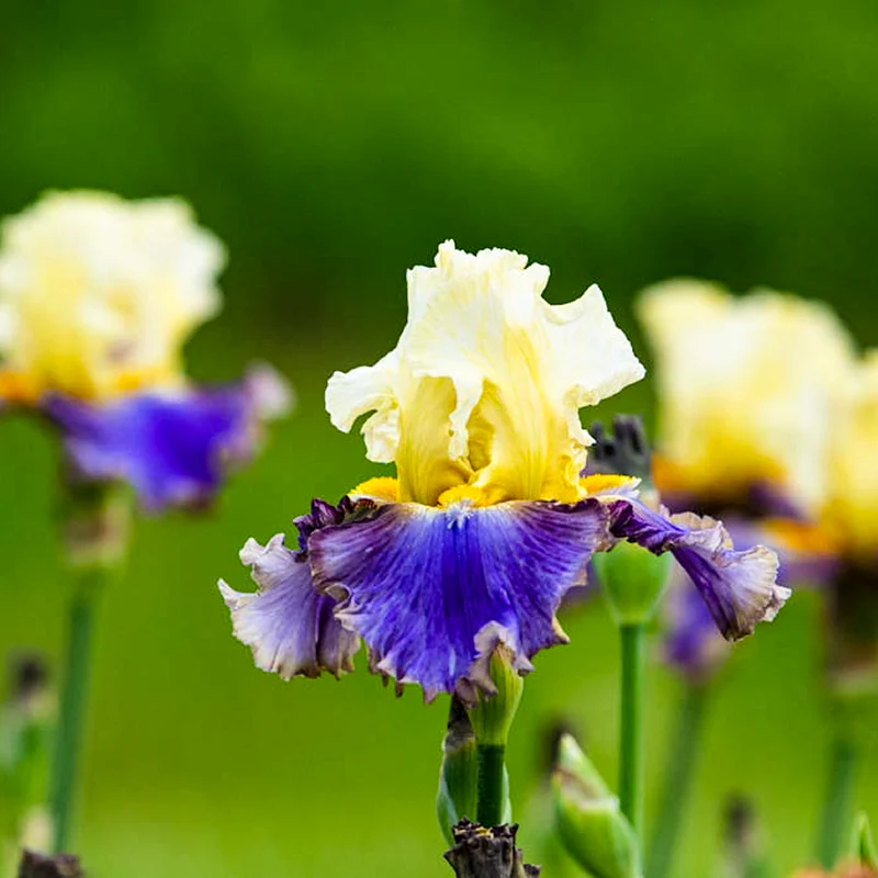 Style Traveller Bearded Iris - Image 5