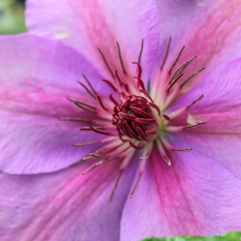 Clematis Success® Candy