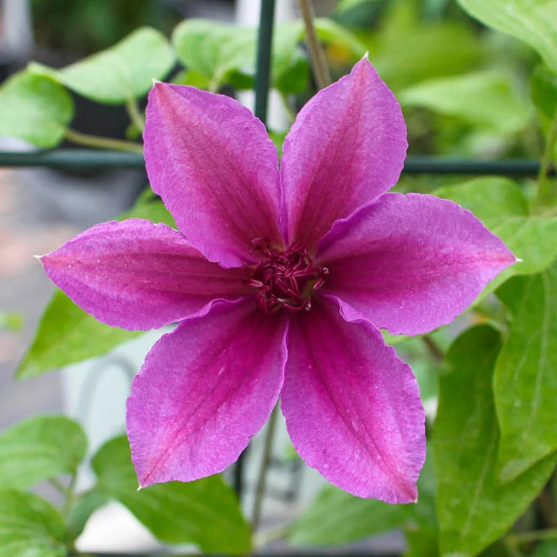 Clematis Success® Candy - Image 2