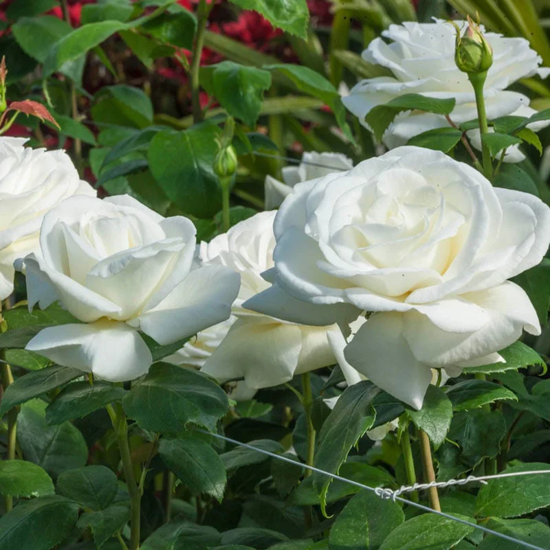 Sugar Moon® Hybrid Tea Rose - Image 10