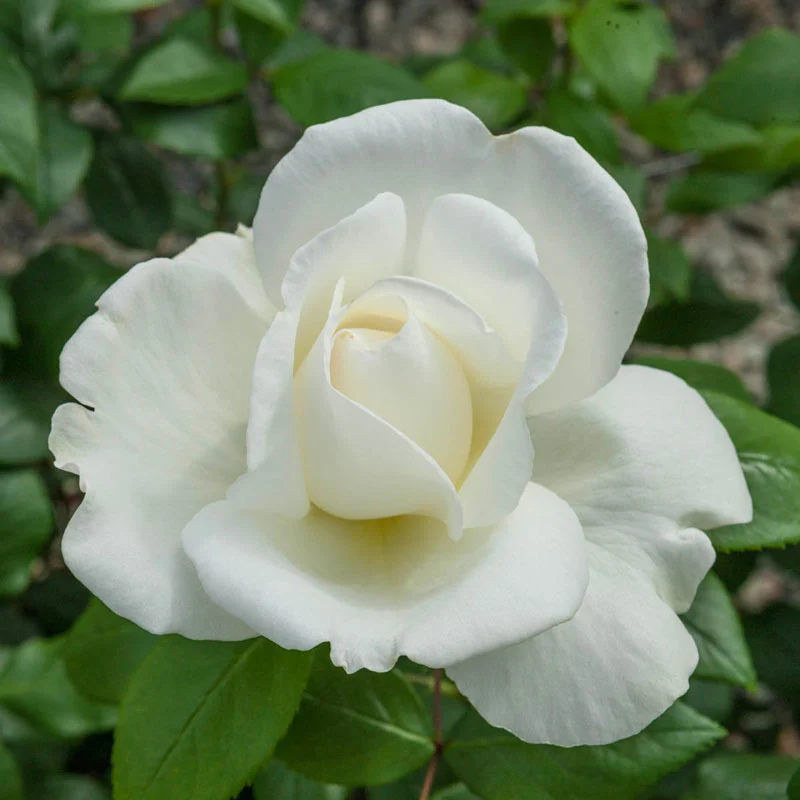 Sugar Moon® Hybrid Tea Rose - Image 11