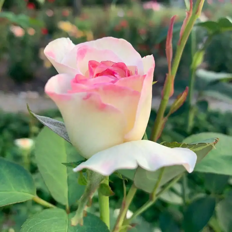 Sugar Moon® Hybrid Tea Rose - Image 12