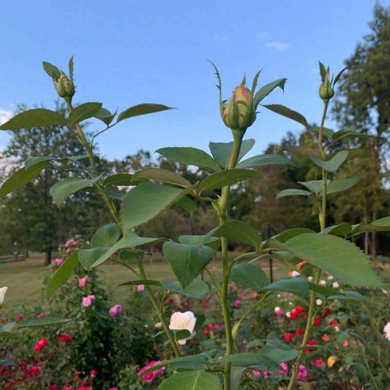Sugar Moon® Hybrid Tea Rose - Image 13