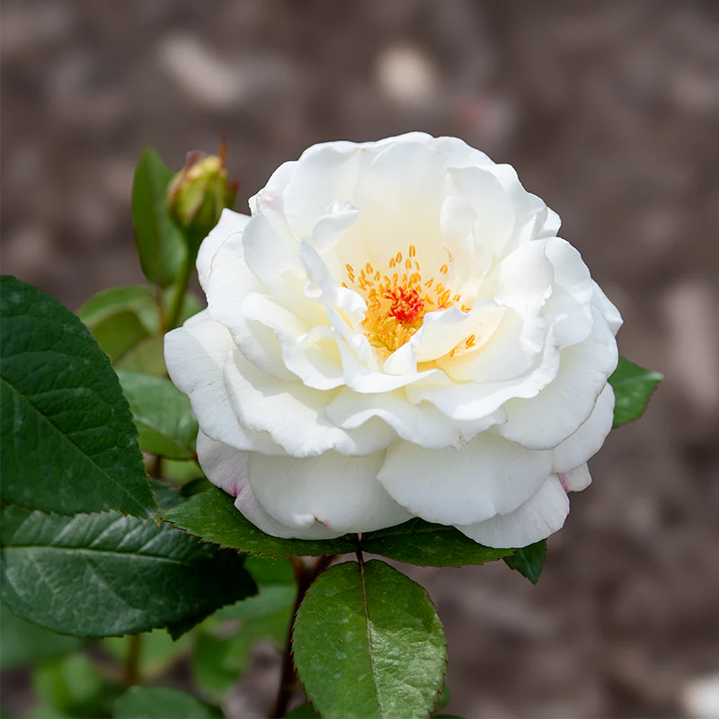Sugar Moon® Hybrid Tea Rose - Image 3