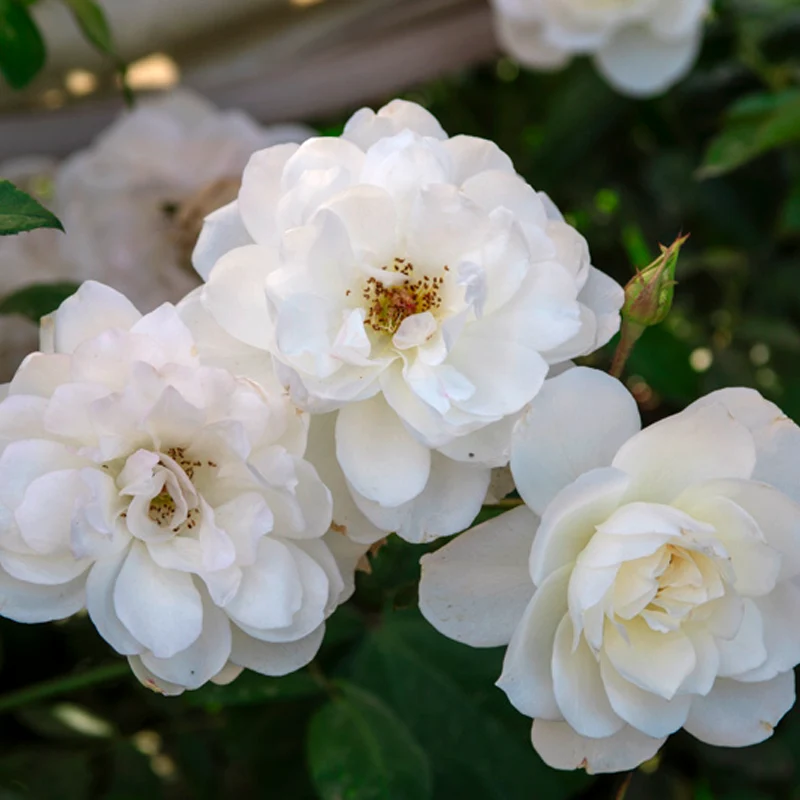 Sugar Moon® Hybrid Tea Rose - Image 4